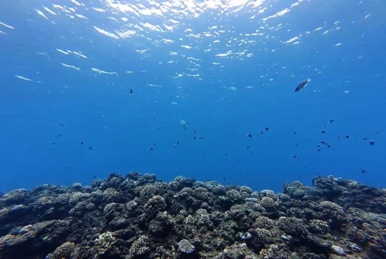 aquarium tahiti