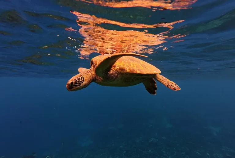 aquarium tortue