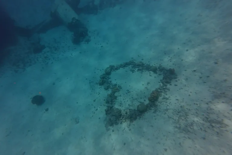 aquarium coeur